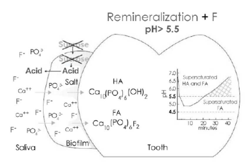 치약 불소 효과 있을까? 충치 예방, 진짜 되는지 따져봤습니다 관련 이미지 2